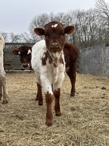 Autumn Bull 