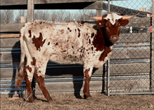 FERDINAND'S ROYAL FLUSH