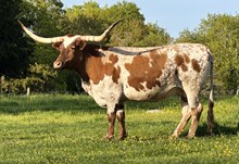 TTT BELLE STAR 92